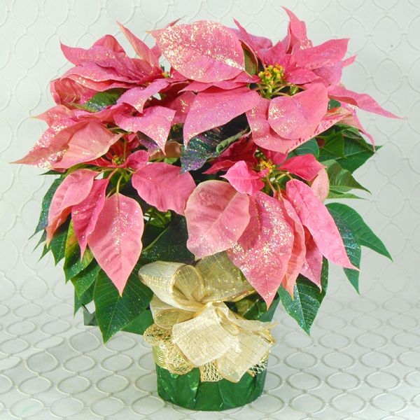 Glittered Pink Poinsettia #2136