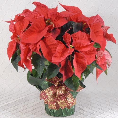 Poinsettia #2143