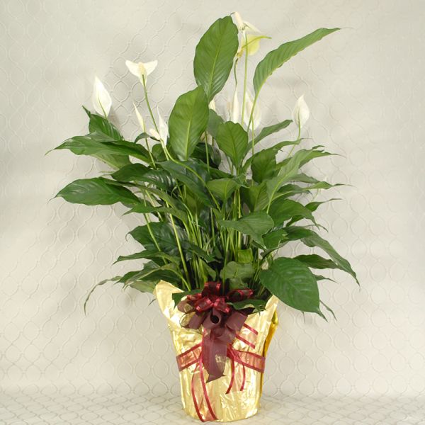 Timeless Peace Lily Pink 8.5 INCH POT SIZE 