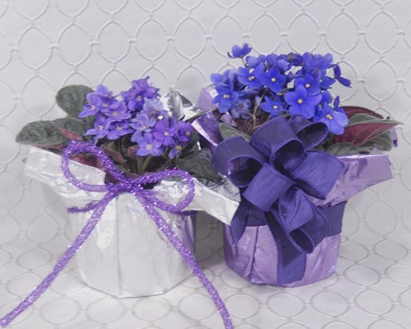African Violet #3583