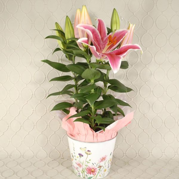 Stargazer lily Plant