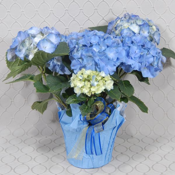 Hydrangea Plant #3513