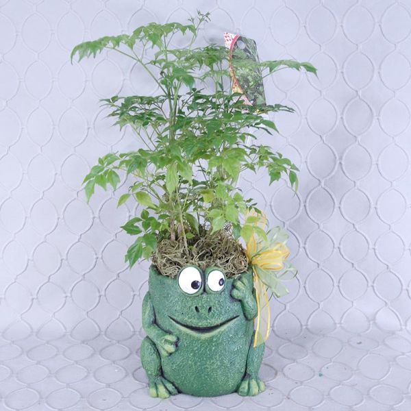 China Doll Frog Planter #1406