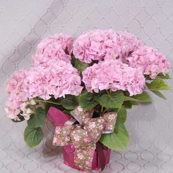 Hydrangea Plant #3557