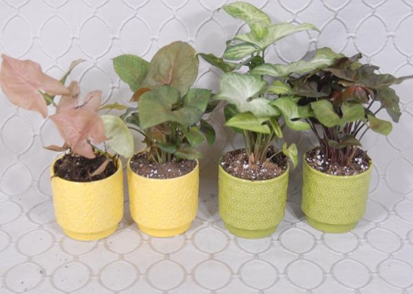 Arrowhead Plant #3551