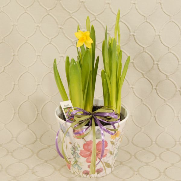 Little Bit Of Spring, Daffodil & Hyacinth 