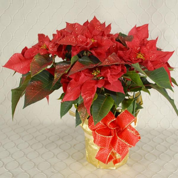 Red Poinsettia Glittered #2523