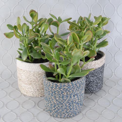 Succulent Garden #2789