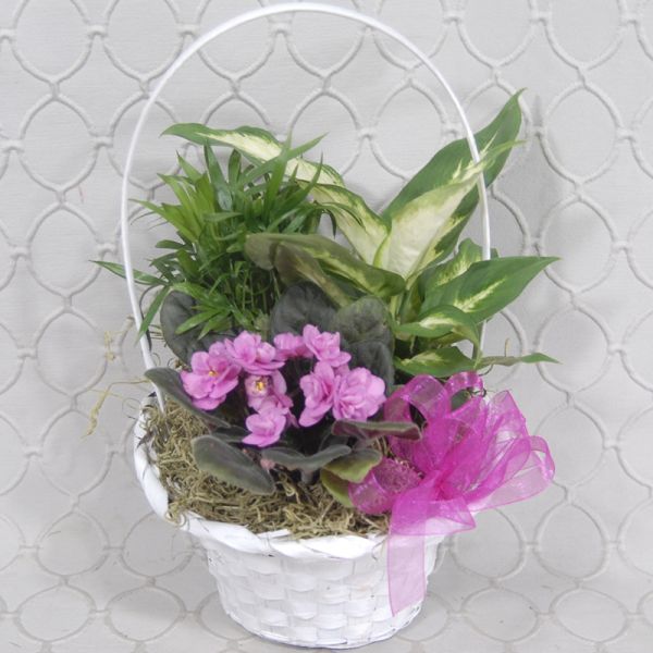 African Violet Basket #3504