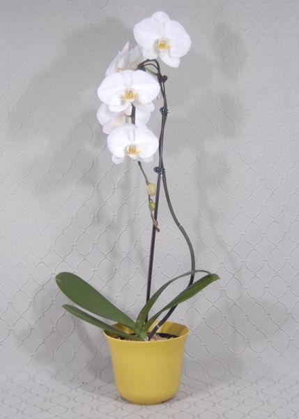 Orchid Plant 1634 