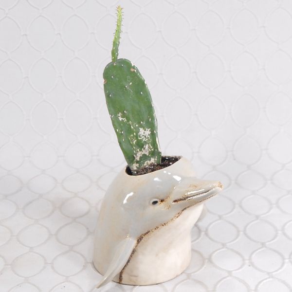 Dolphin Cactus #943