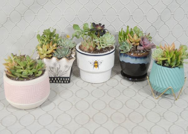 Succulent Garden #3565