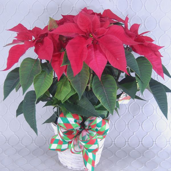 Red Poinsettia #2899