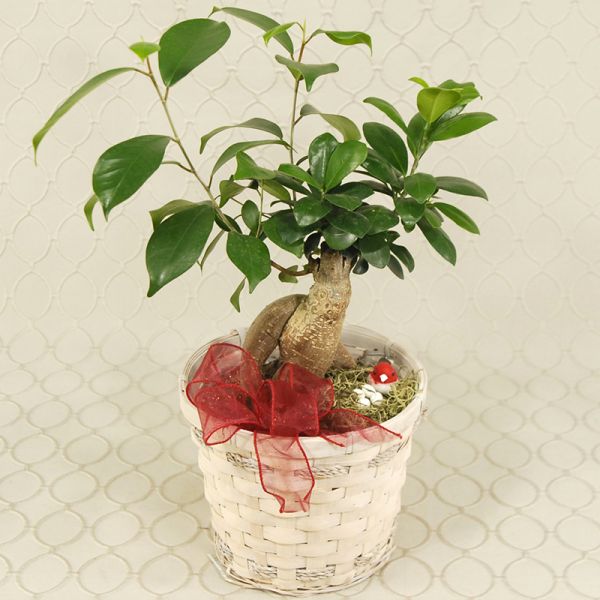 Ficus Ginseng Plant #748