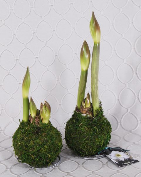 Amaryllis Bulb Blooming Plant - moss covered
