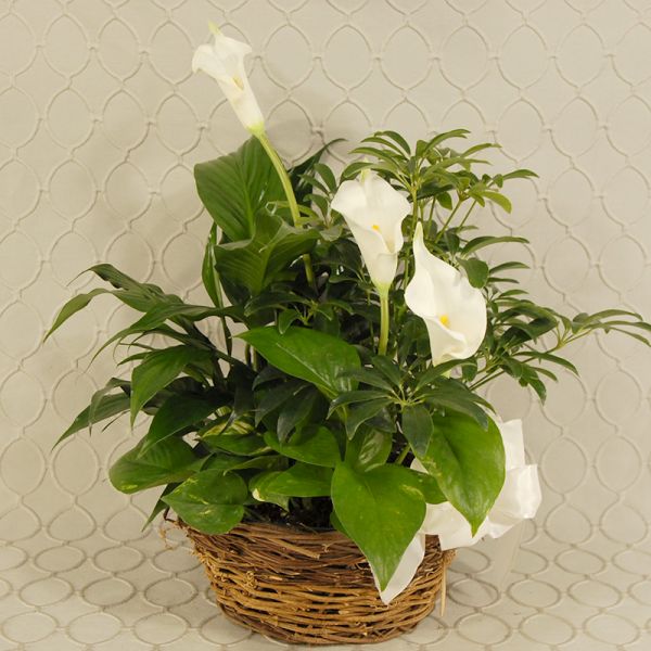 Dish Garden #825