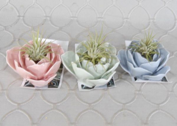 Ceramic Water Lily  with air plant added