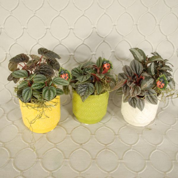 Planter #2686