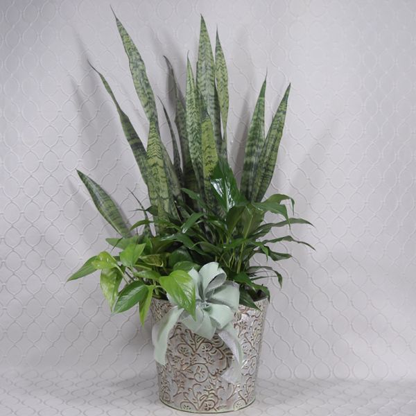 Snake Plant Dish Garden #3505