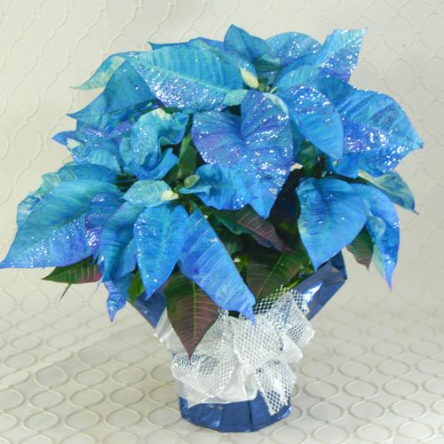 Poinsettia #2139