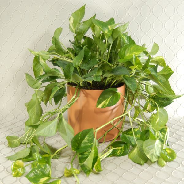 Planter #1123