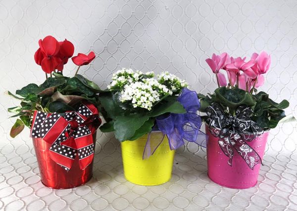 Blooming Plant #RF 2969