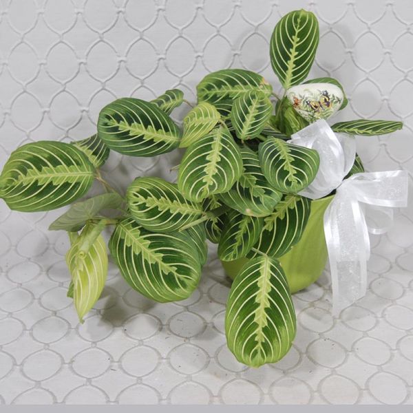 Prayer planter #3621
