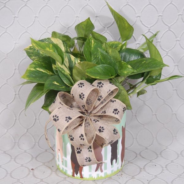 Pothos planter #3561