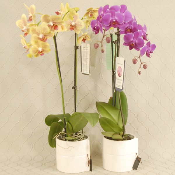 Orchid Plant