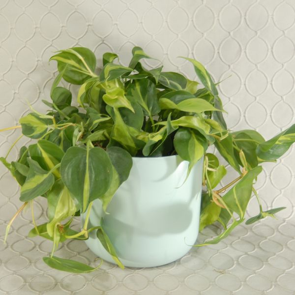 Planter #1125