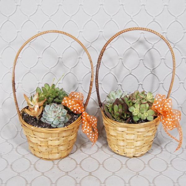 Succulent Basket #3537
