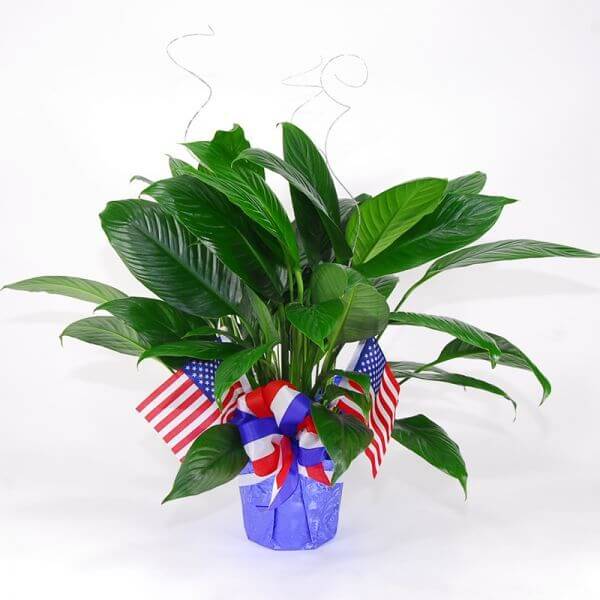 Patriotic Peace Lily