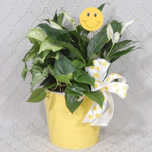 Happy Planter #3617
