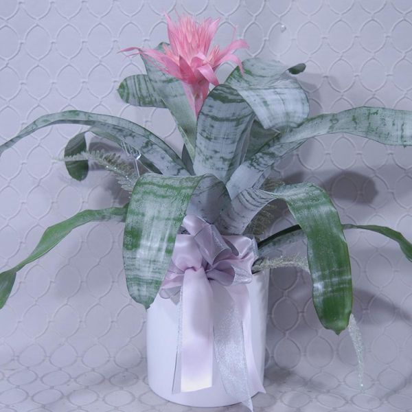 Bromeliad Plant #2874