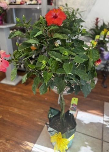 Hibiscus Tree #3580