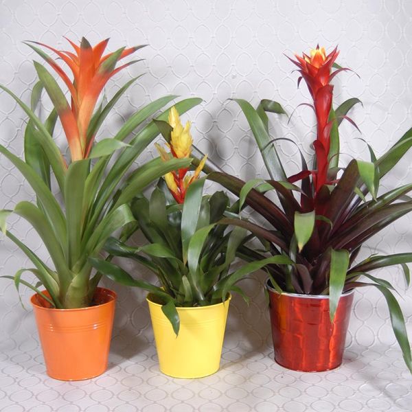 Bromeliad Plant #2988
