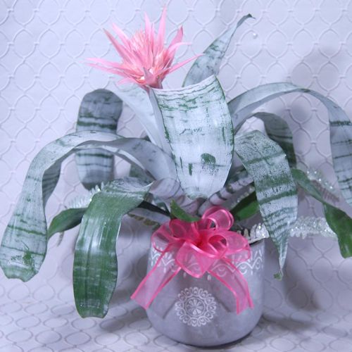 Bromeliad Plant #2875