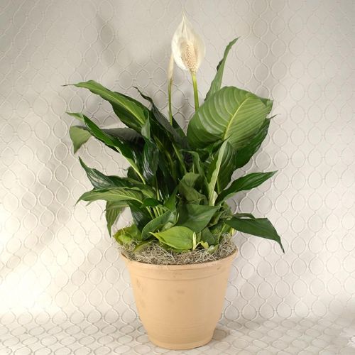 Peace Lily Pot #2698