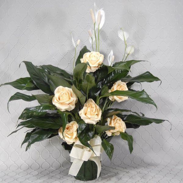 Peace lily Tribute #3652
