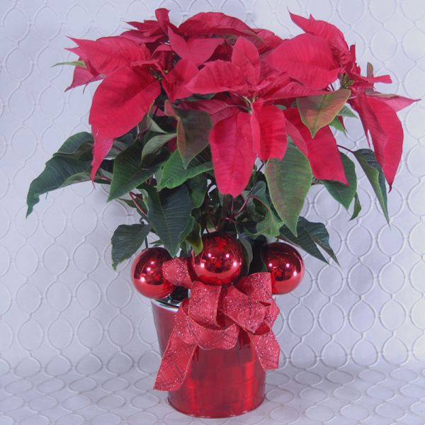 Red Poinsettia  #2895
