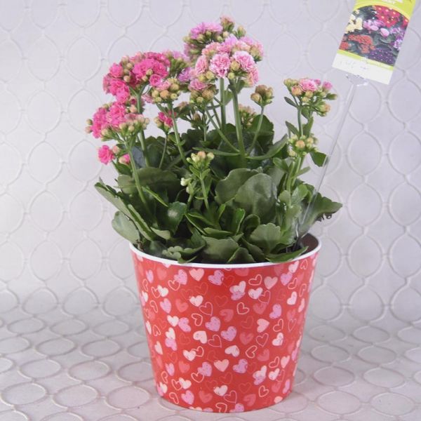 Tri Color Calandiva  #2973