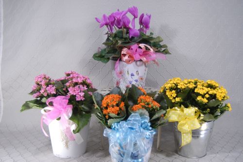 Blooming Plant #RF 2969
