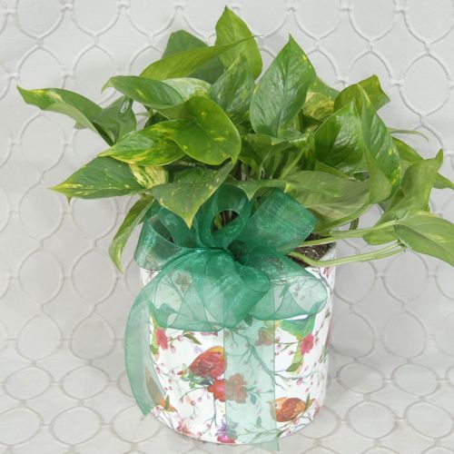 Bird Planter #1578