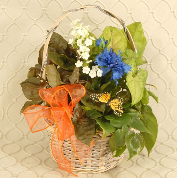 Butterfly Dish Garden 