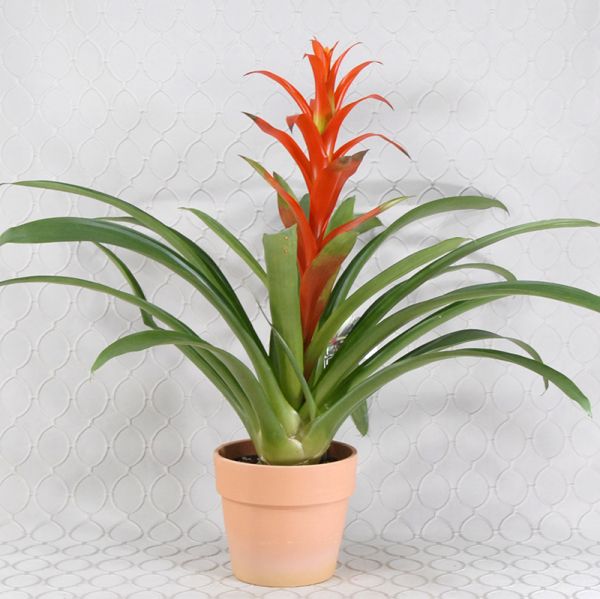 Bromeliad Plant