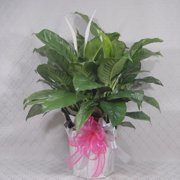 Timeless Peace Lily Pink 8.5 INCH POT SIZE 