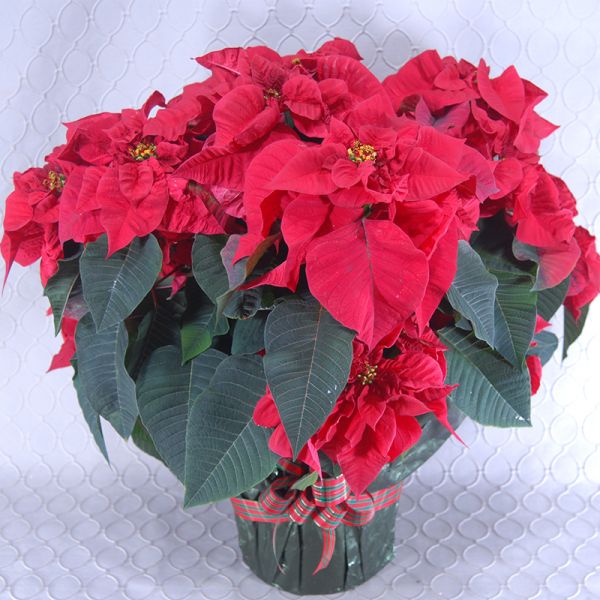 Red Poinsettia #2898
