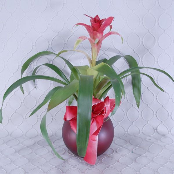 Bromelaid Planter  #2833