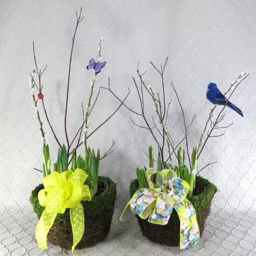 Bulb Garden in Moss Basket   #RF2971