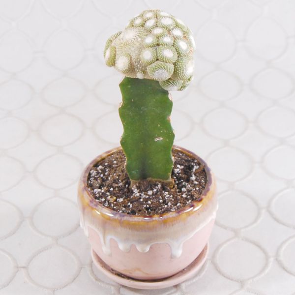 Cactus Garden #937